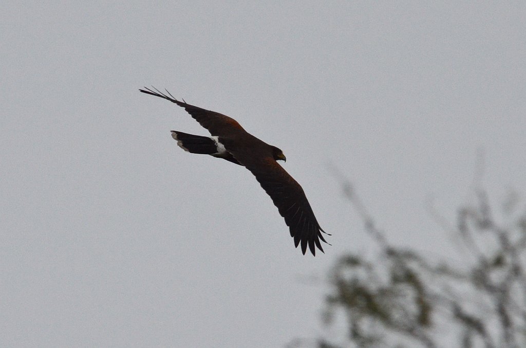 Hawk, Hariss's, 2013-01042312 Laguna Atascosa NWR, TX.JPG - Harris's Hawk. Approaching Laaguna Atascosa National Wildlife Refuge, TX, 1-4-2013